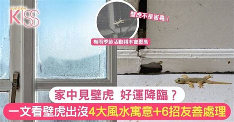 家有壁虎 風水|家中見壁虎 好運降臨？一文看壁虎出沒4大風水寓意+6。